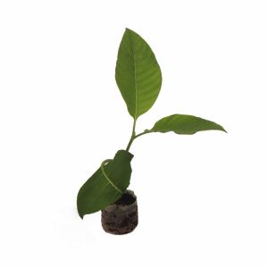 Kadamba Plant