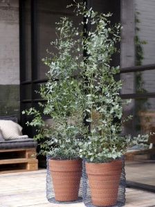 eucalyptus plant