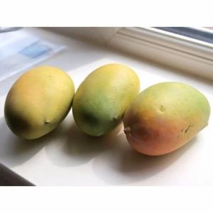 Fresh Rajapuri Mango