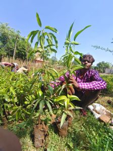 gujarat kesar mango plant