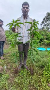 kesar mango plant