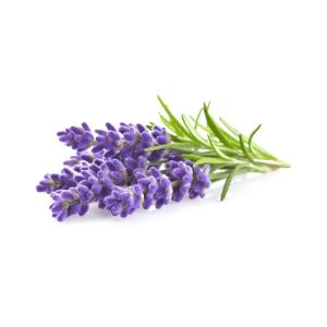 Lavender Essential Oil