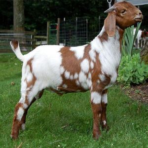 Live Ajmeri Female Baby Goat