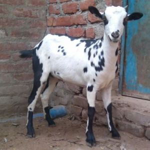 Live Barbari Male Baby Goat