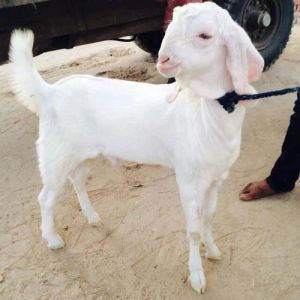 Live Sojat Female Baby Goat