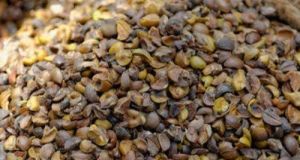 Dried Brown Sal Seeds
