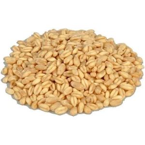 Golden Lokwan Wheat Seeds