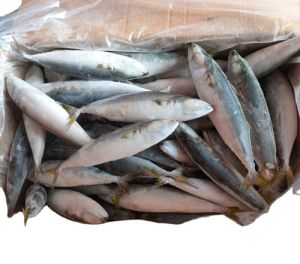 Frozen Sardine Fish