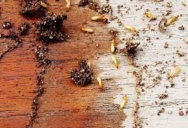 Termite Control Service