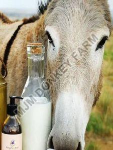 Fresh Donkey Milk
