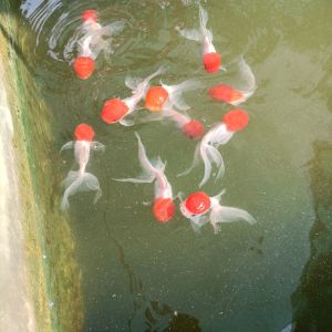 oranda red cap orenda fish