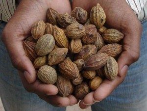 Terminalia Chebula Haritaki Kadukkai