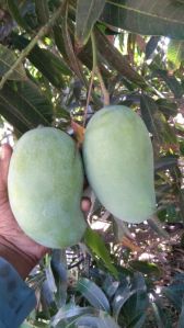 jumbo kesar mango