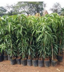 Chaunsa Mango Plant