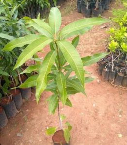 Dasheri Mango Grafted Plant