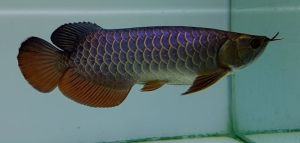 Blue Base Arowana Fish