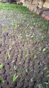 arecanut plants