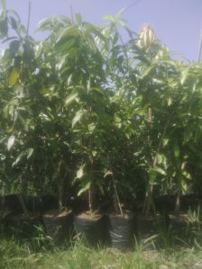 mango tree plants