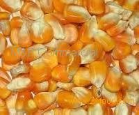 Dried Maize
