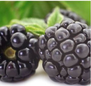 DEWBERRY HR FRAGRANCE OIL