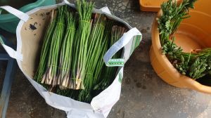 Fresh B grade asparagus