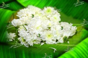 white sevanthi flower