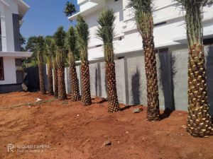 Date palm trees plantation