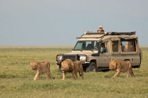 6 DAYS TARANGIRE-LAKE MANYARA-SERENGETI-NGORONGORO SAFARI 6 DAYS TARANGIRE-LAKE MANYARA-SERENGETI-NGORONGORO SAFARI