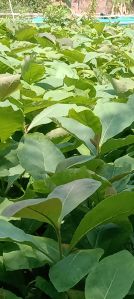 Teak Plant