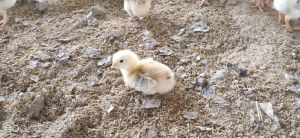 Chicks