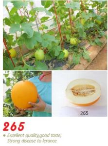 Melon
