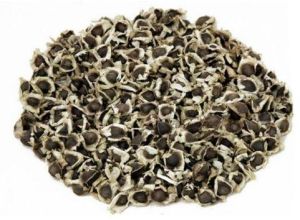 Moringa PKM1  Seeds