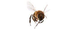 Beehive Control Services