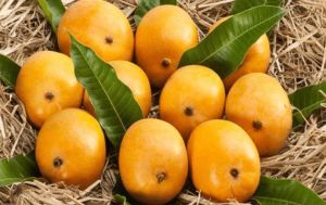 fresh alphonso mangoes