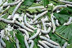 Silkworms farming