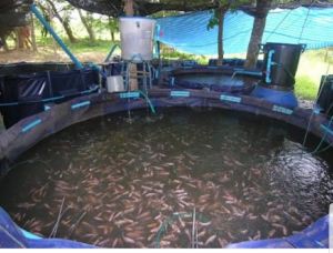 Ras fish tanks