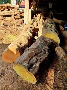 Yellow Jack Wood Log
