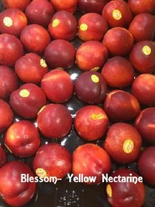 Yellow Flesh Nectarine