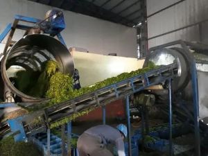 Green Peas Processing Plant