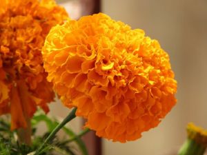 Marigold Flower Seed