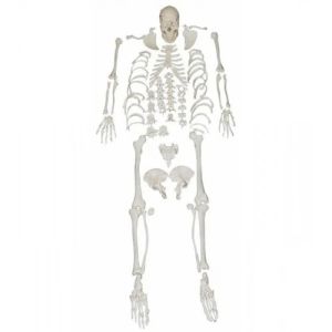 Disarticulated Skeleton