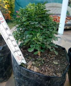 Kamini Mini Bonsai Plant
