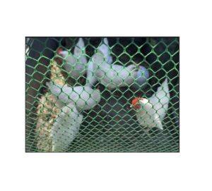 poultry nets