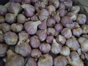 Pink Garlic