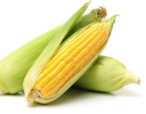 fresh maize