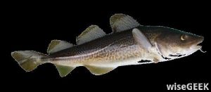 Atlantic Cod Fish