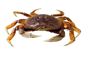 dungeness crab