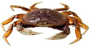 Dungeness Crab (Metacarcinus Magister)