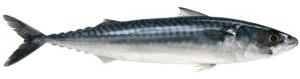 Mackerel (Scomber Scombrus)