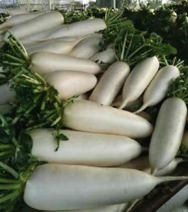 2018 New Crop Fresh White Radish From  Farm Supplying All The Year Round
